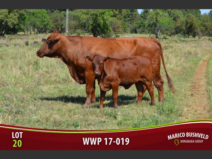 WWP170019 | SAUNDERS BONSMARAS 2