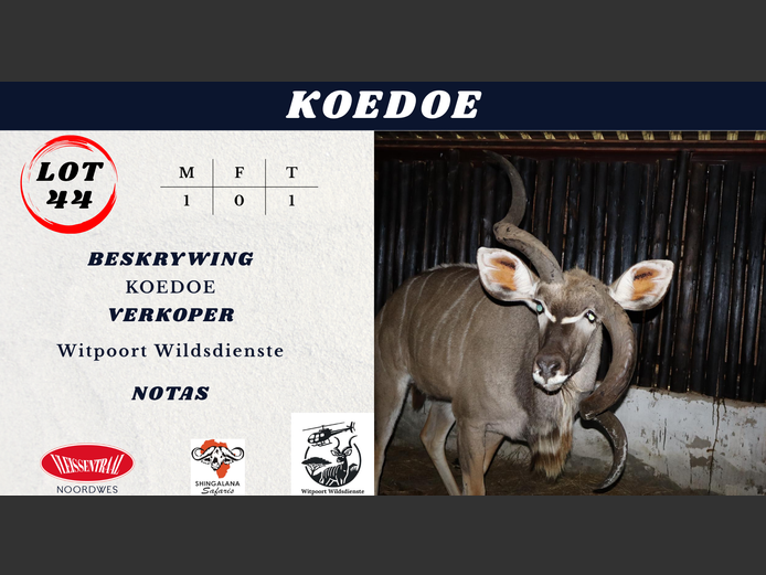 KOEDOE