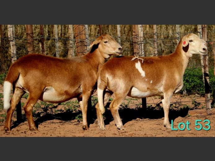 25-0070NLT | 25-0085NLT | LEKWATER