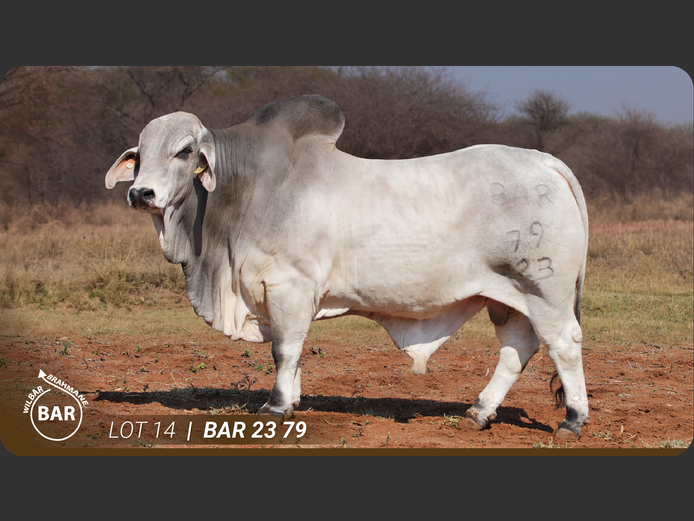 BAR2379 | BARNARD WJ