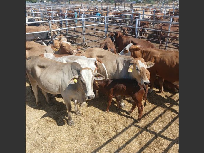 COWS WITH CALVES | DOLL FARMING PREMIUM AUCTION