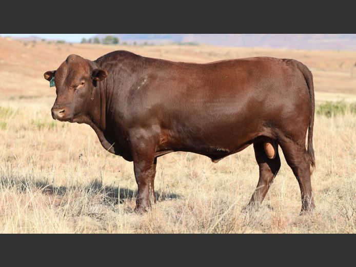 HBH 230028 | CLARK CATTLE COMPANY PTY LTD