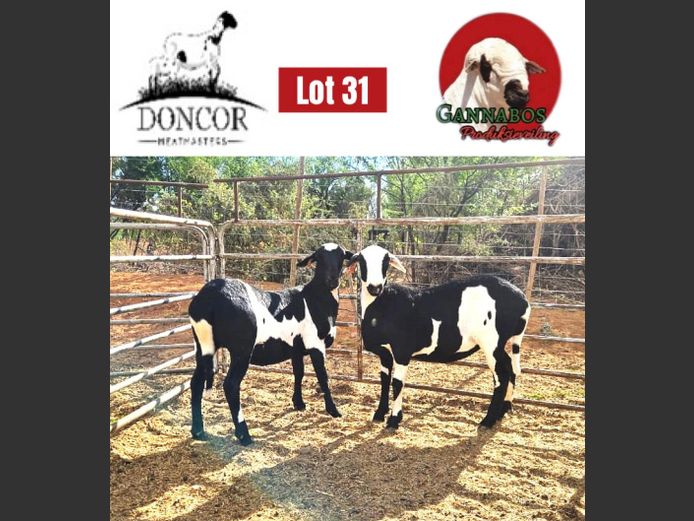 DC474 | Doncor Meatmasters