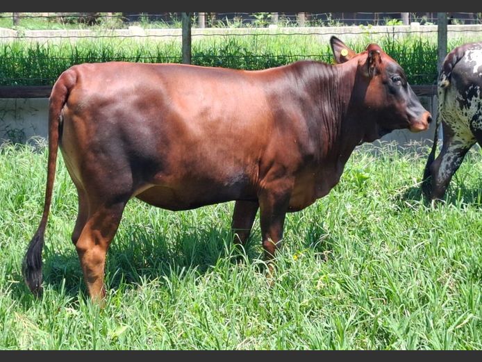 LEB 230133 | D.S. REED & SON PTY LTD