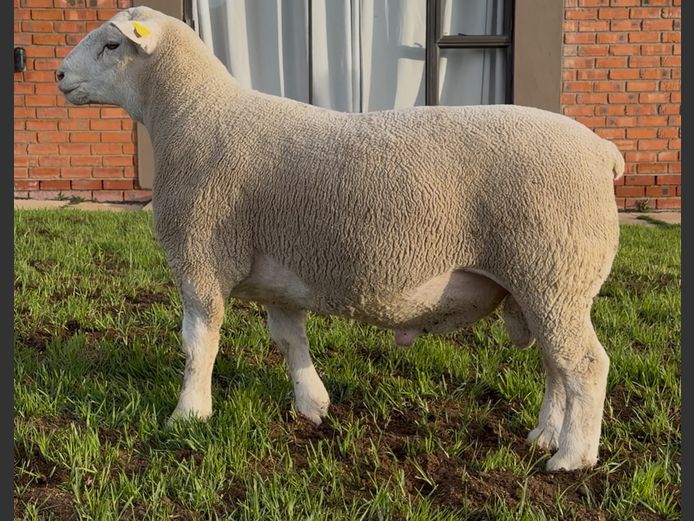 DH250152 | HEYMAN STUD FARM PTY LTD