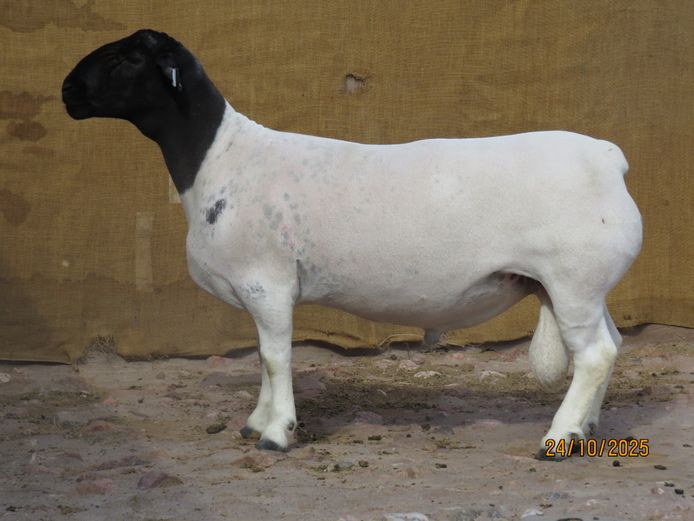 163 24 1462 | Klipkoppies Dorperstoet