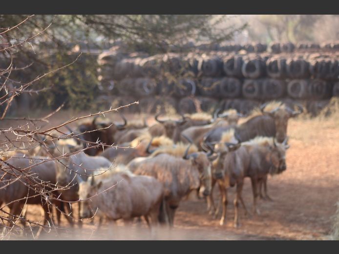 Goue Wildebeeste