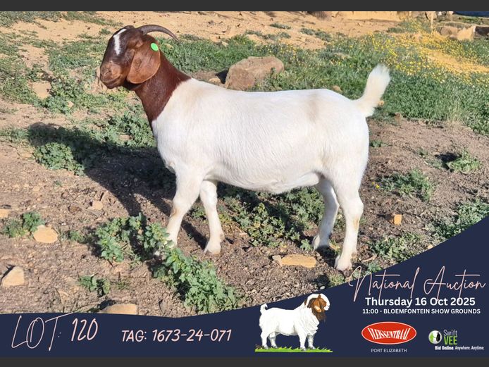 1673240071 | Andries Vollgraaff (Tekoa Boerbokstoet)