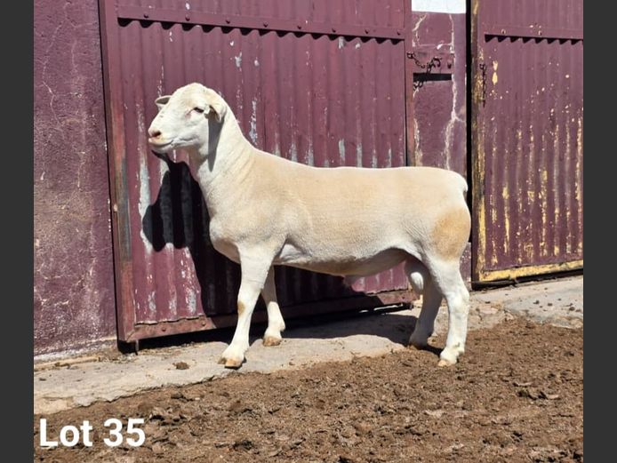 25031 | KASTEEL WITDORPERS