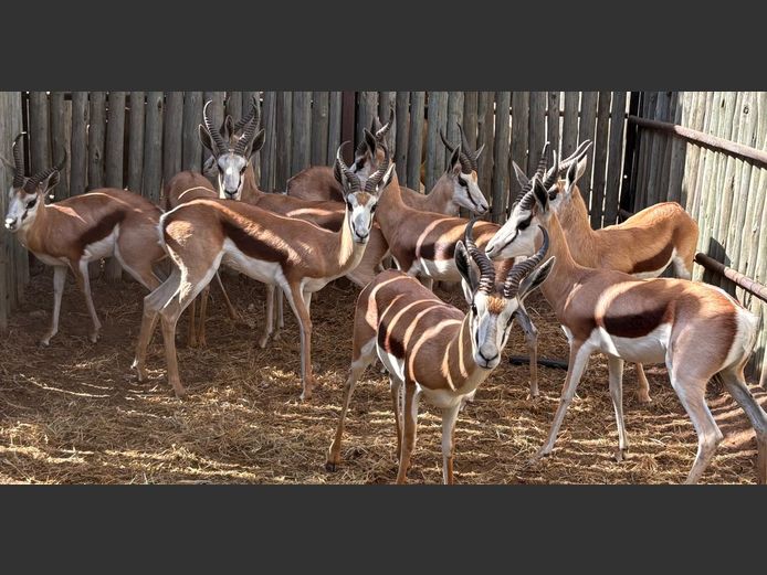 Kalahari Springbok Ramme