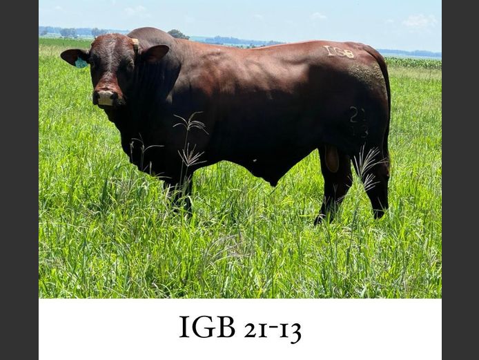 IGB 210013 | J.P. BOTMA (JNR)