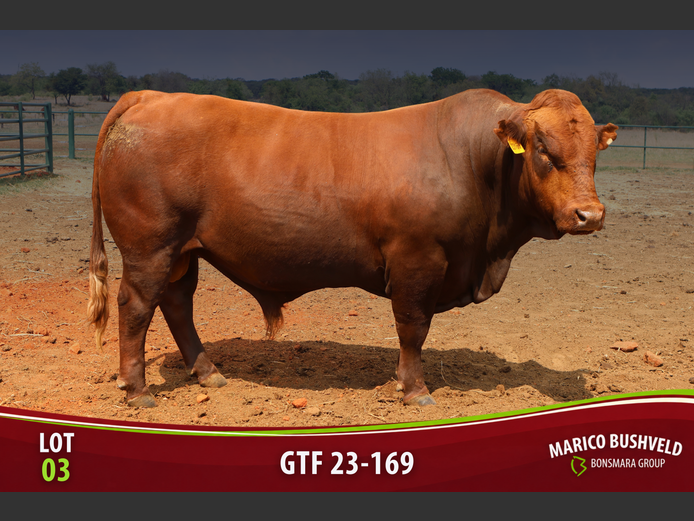 GTF230169 | ONS TUISTE BEESBOERDERY