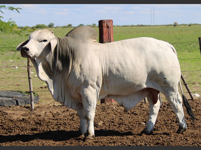 22-0024KG | MAKALANI BRAHMAN