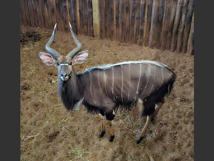 NYALA 27” | BIRKEN VERVOER