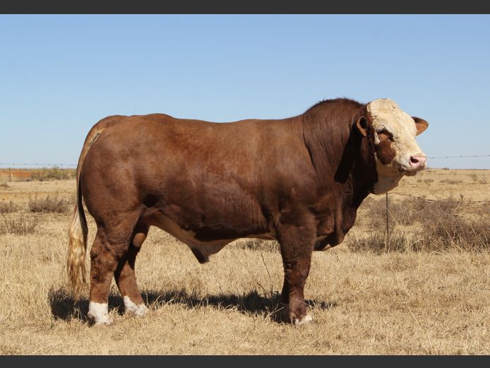 JH2225 | JH VAN BILJON