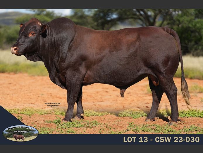 CSW 230030 | TOWTON BONSMARAS