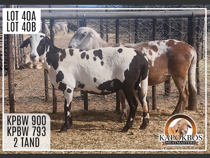 KPBW793 | Kapokbos Meatmasters