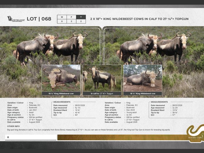 Wildebeest - King | Zoetkloof Game Breeders.