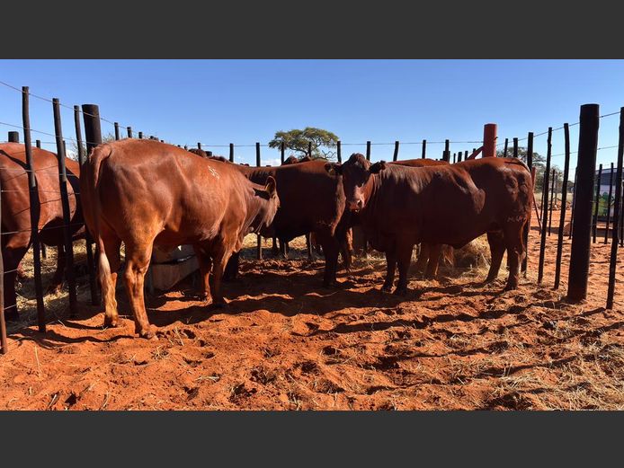 COMMERCIAL FEMALES | HARTEBEESTLOOP BONSMARA