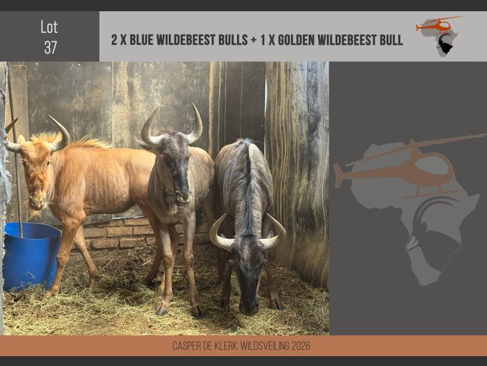 Blue + Golden Wildebeest