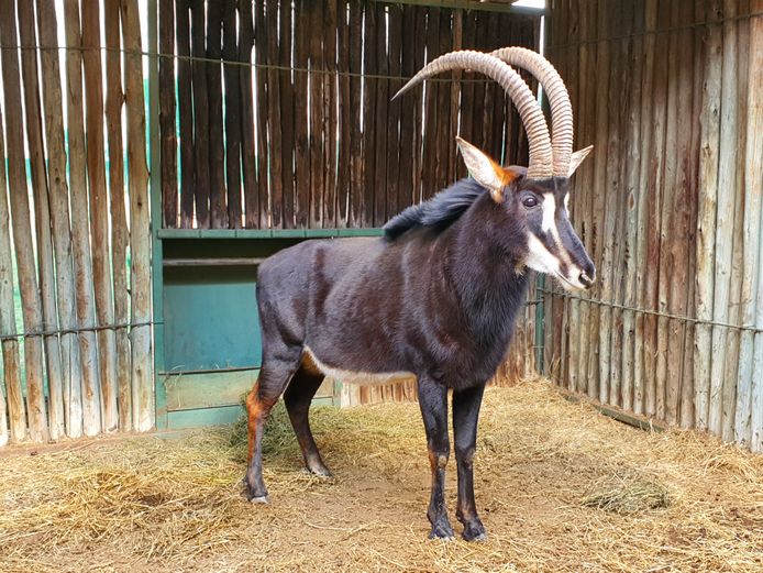 Sable | Amanzi 