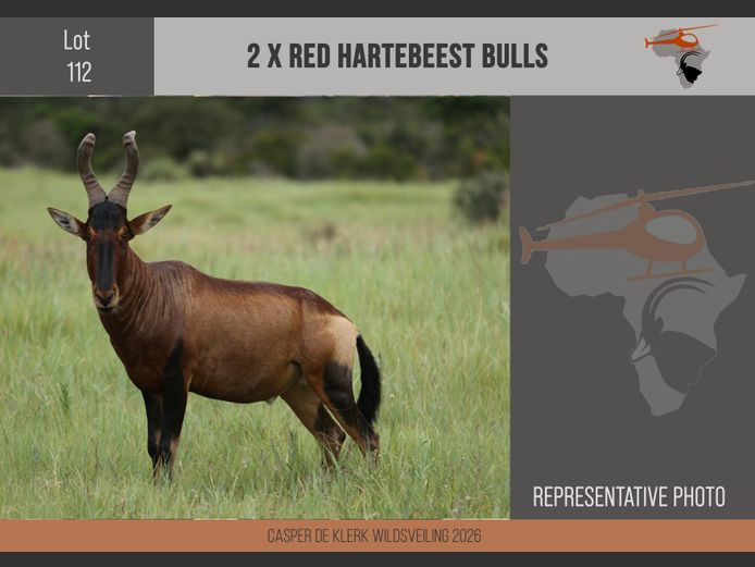 Red Hartebeest