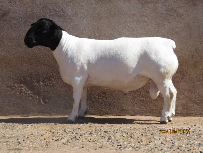 163 24 1030 | Klipkoppies Dorperstoet