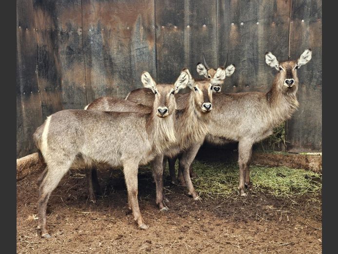 WATERBUCK | BIG HORN