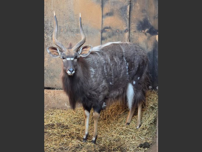 NJALA | 258 FARMS