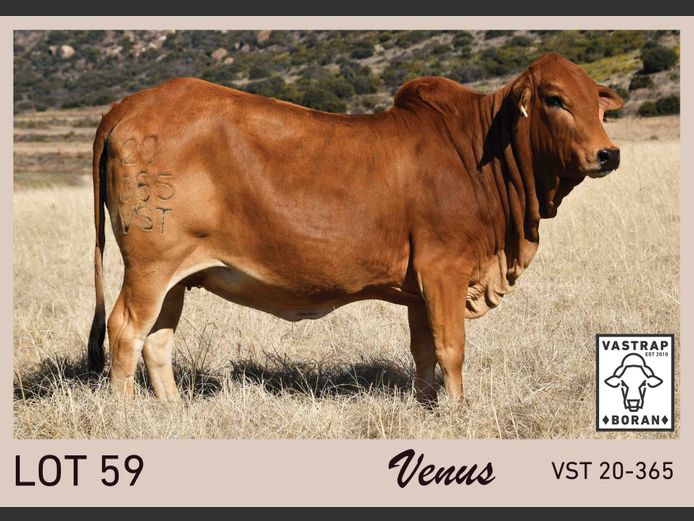 VST 200365 | VASTRAP BORAN