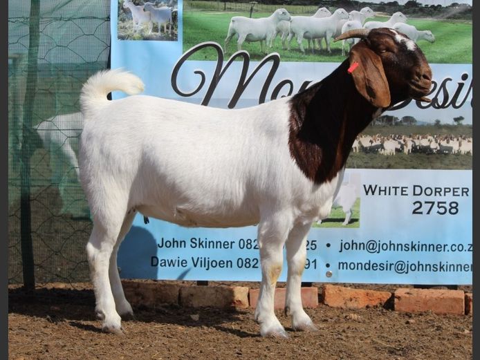 1633 25 0908 | Mon Desir Boergoats