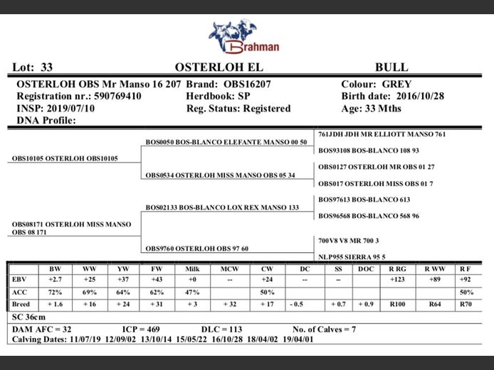 OSTERLOH BRAHMAN OBS16207
