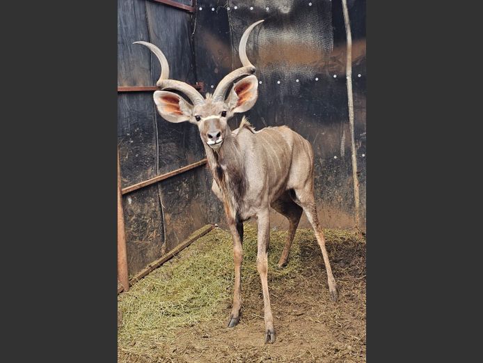 KUDU | HARLOU