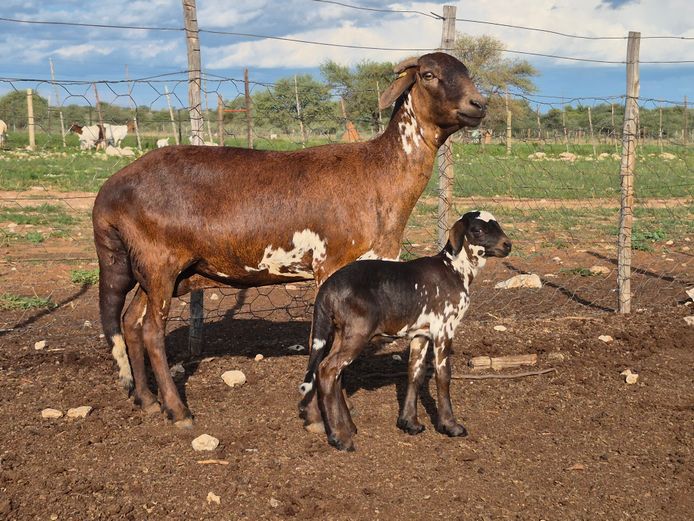 23-096 | 23-076 | DPJ JANSEN VAN VUUREN