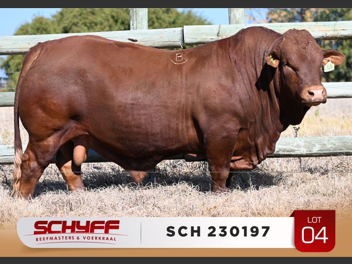 SCH 230197