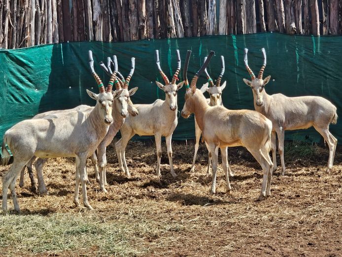 WHITE BLESBUCK | BIRKEN VERVOER