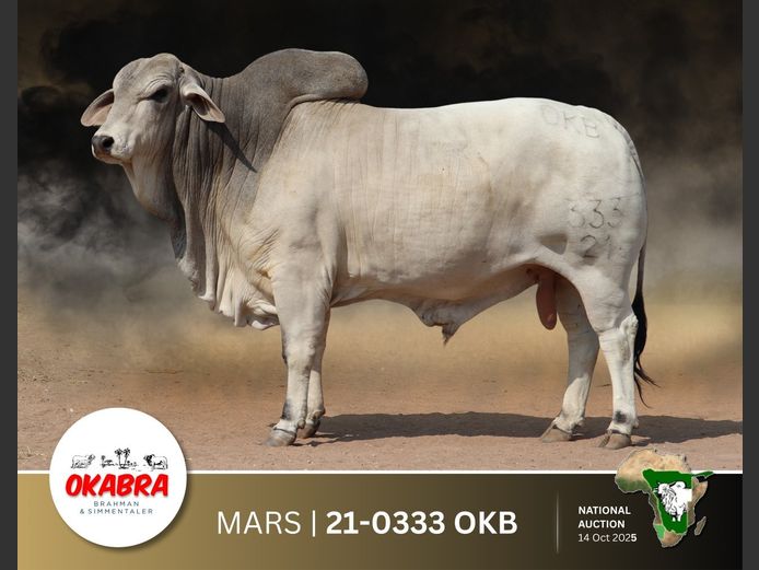 21-0333OKB | OKABRA BRAHMANS