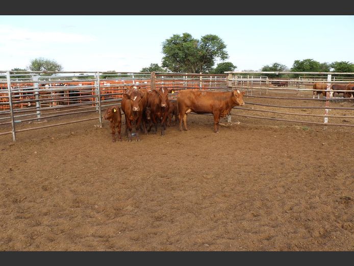 Commercial Animals | H du Preez