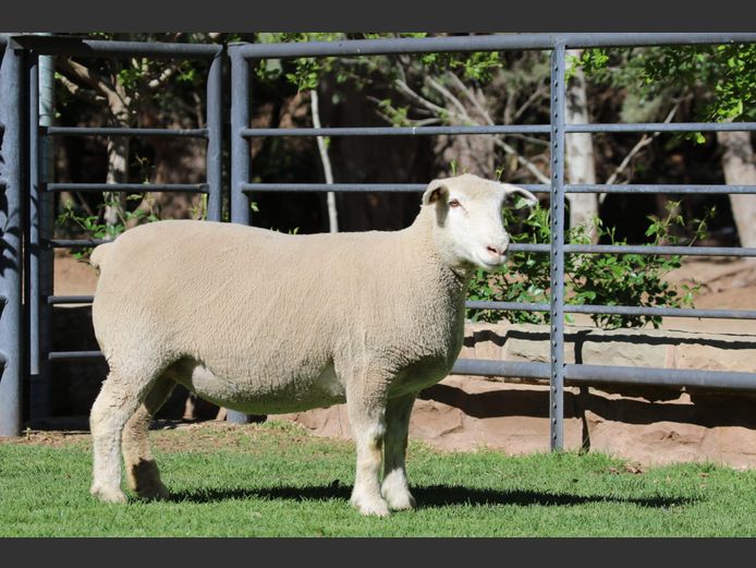 HE 240165 | EKSTEEN’S HATARI DORMER STUD