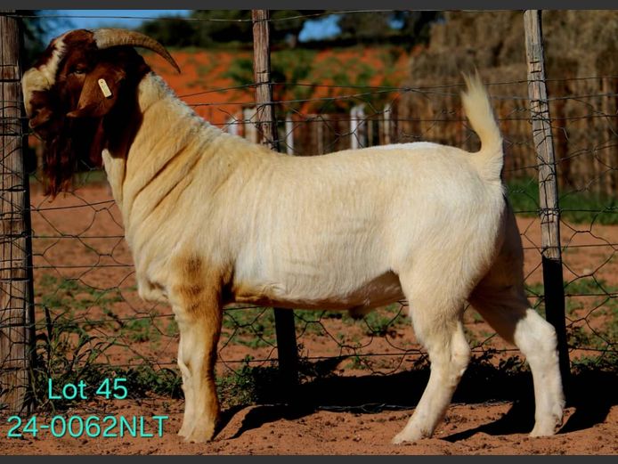 24-0062NLT | LEKWATER