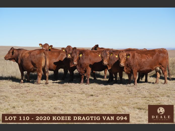 Dragtige koeie