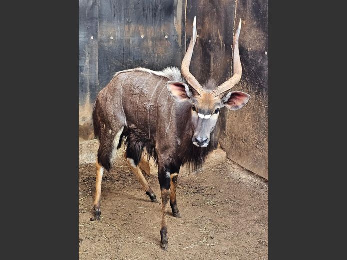 NYALA | BIRKEN VERVOER
