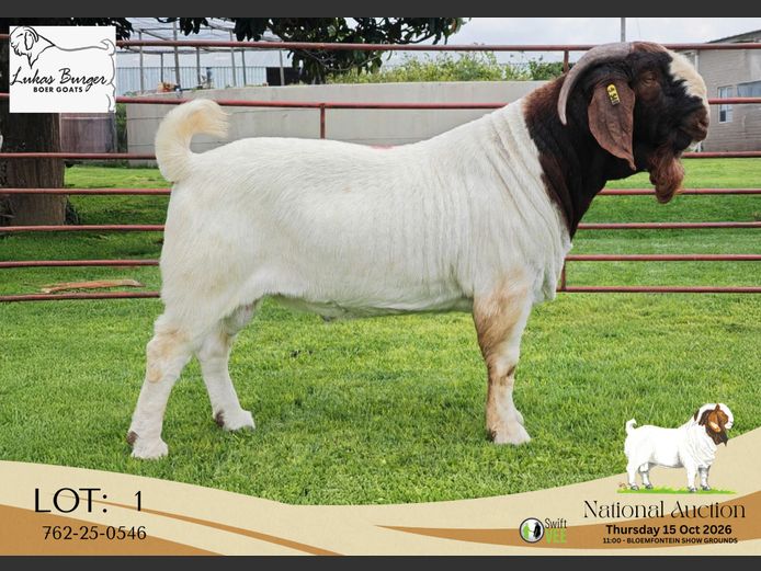 762-25-0546 | Lukas Burger Stoet