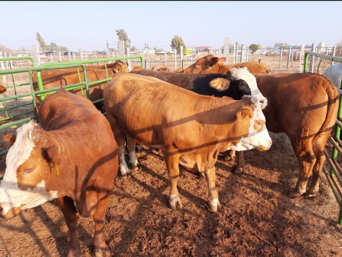 Pregnant Heifers