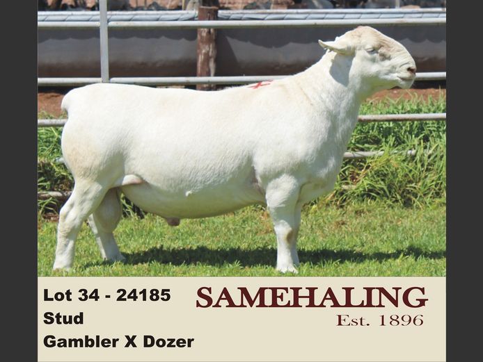 24185-331 | SAMEHALING  WIT DORPERS