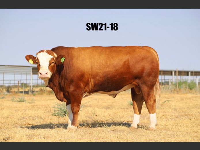SW2118 | PROMATRIA BUSCHBRUNN STUD