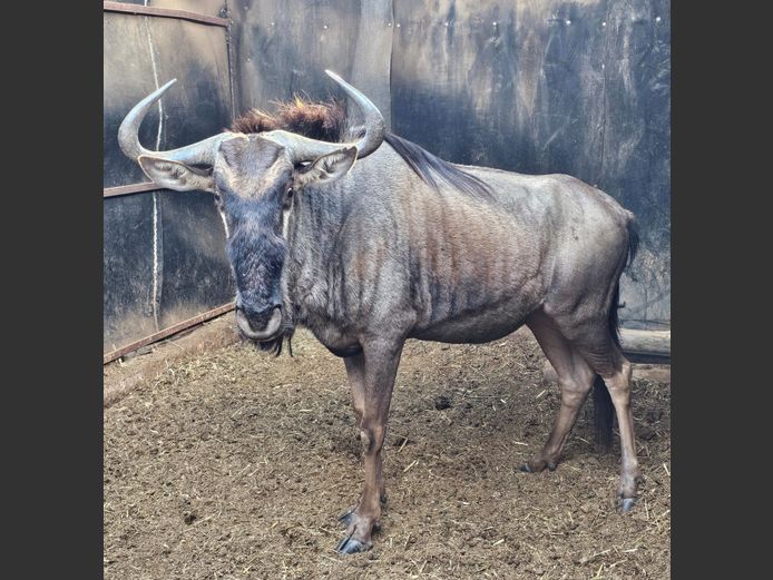 BLUE WILDEBEEST | DEELBOS BDY
