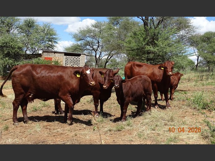 21-0049BS | MORINGA SANTA GERTRUDIS STUD