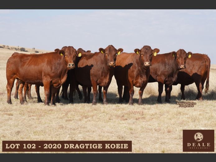 Dragtige Koeie