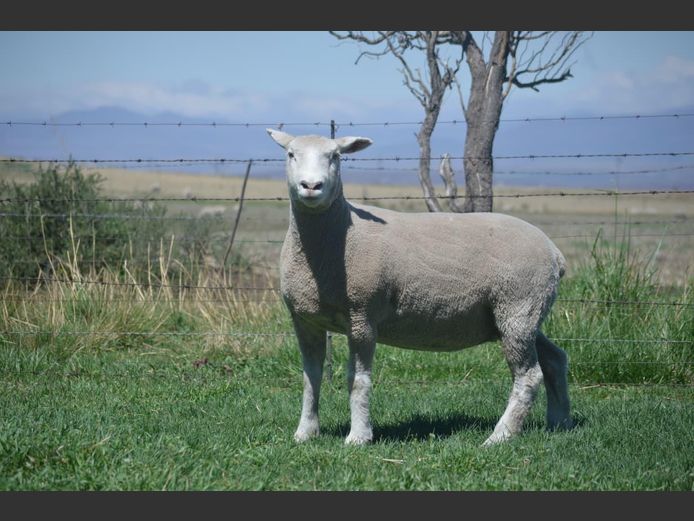 T 230227 | TWEE BROERS DORMER STOET